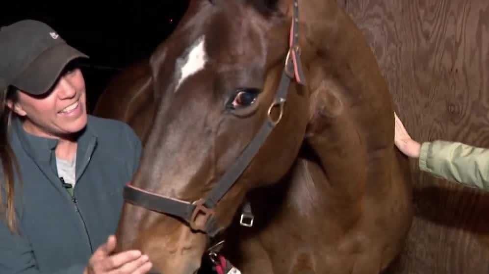 Gardens, stables prepare for extreme cold weather in Central Florida