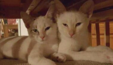 Fort Myers non-profit to host "Cat Walk" to aid more than 800 cats | Lee County