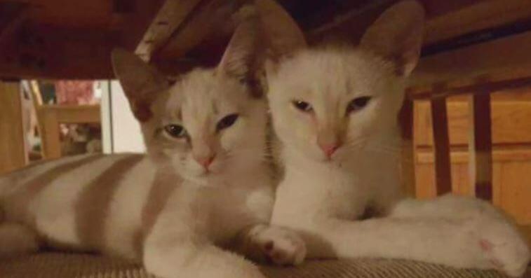 Fort Myers non-profit to host "Cat Walk" to aid more than 800 cats | Lee County