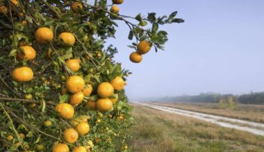 Citrus forecast boosts Florida Citrus Commission revenue | GB Daily