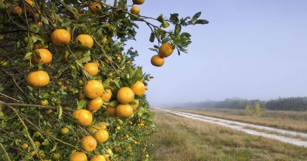 Citrus forecast boosts Florida Citrus Commission revenue | GB Daily