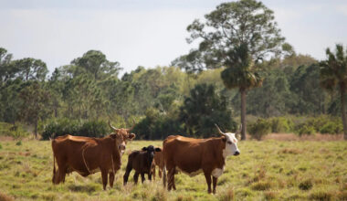 Yahoo lifestyle home