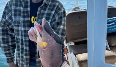 The Pasco & North Pinellas Fishin’ Report: Sheepshead, trout are biting in canals | Sports