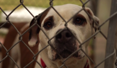 Lee County warns of lost pet scam targeting stressed owners | Lee County