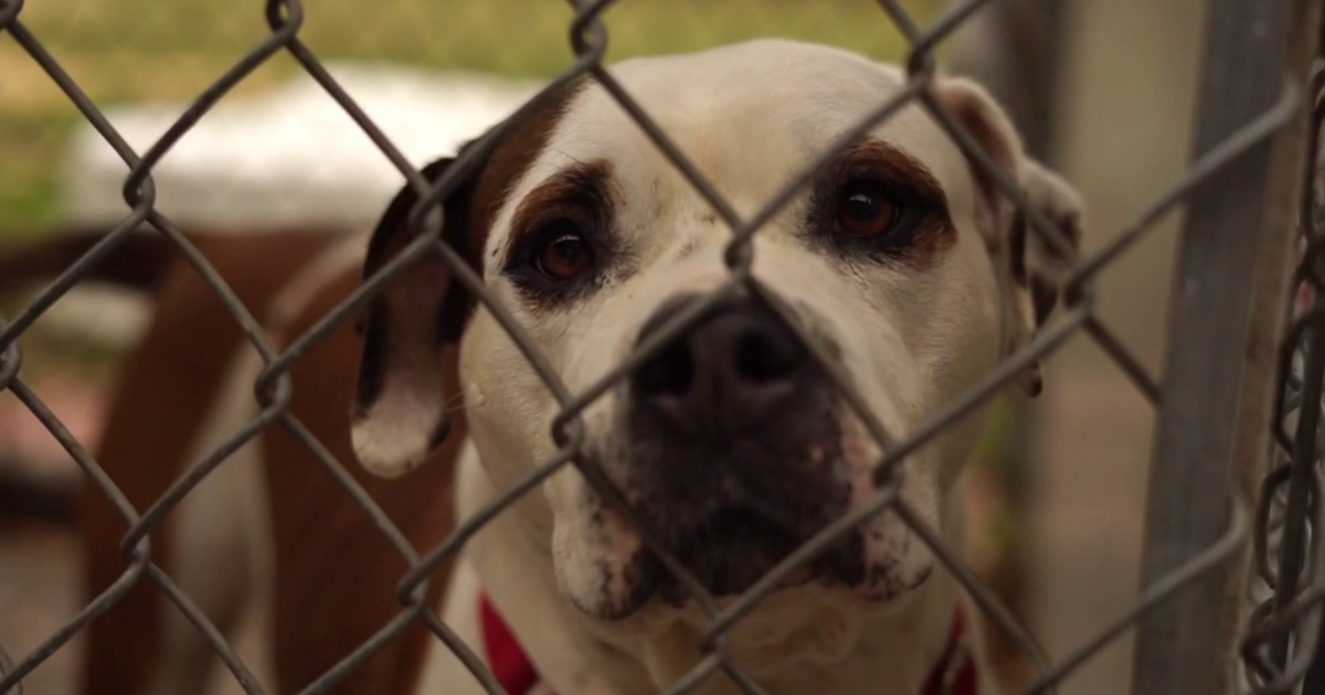 Lee County warns of lost pet scam targeting stressed owners | Lee County