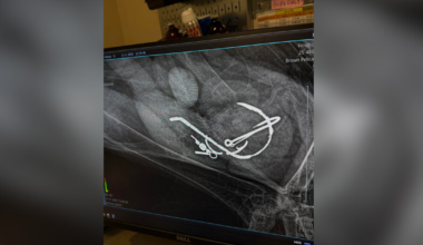 Sanibel wildlife clinic rescues pelican from swallowed hooks | Lee County