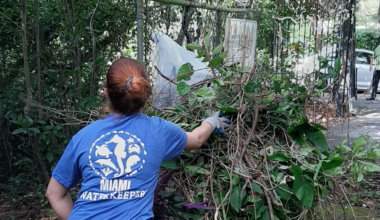 Miami Waterkeeper plans dual cleanups at Virginia Key and Crandon | Key Biscayne