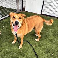 Pets of the Week | Online Features