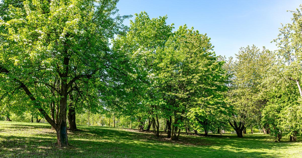 Things to do around Tampa & Wesley Chapel: Jan. 15-21 | News