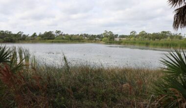 Pond vegetation overgrowth frustrates residents in Charlotte County | WINK Listens