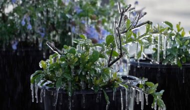 Snow Blankets Florida Panhandle For A Second Year In A Row