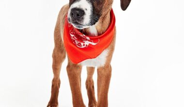 Around town: South Pinellas news briefs | St. Petersburg