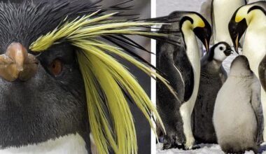 A must-see penguin adventure at the Elliott | News