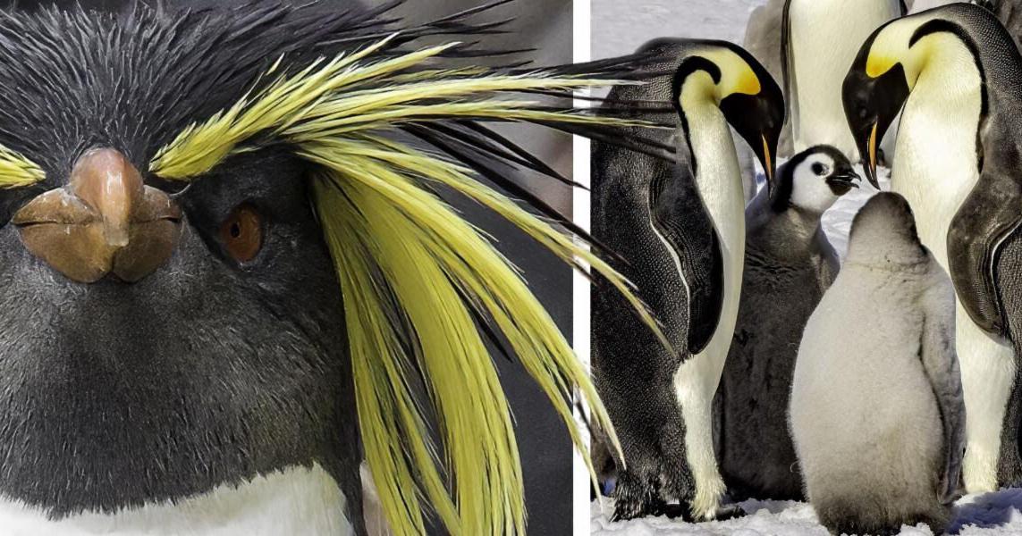 A must-see penguin adventure at the Elliott | News