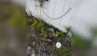 Matlacha community shocked by discovery of dead pelicans near Bat House Park | Lee County