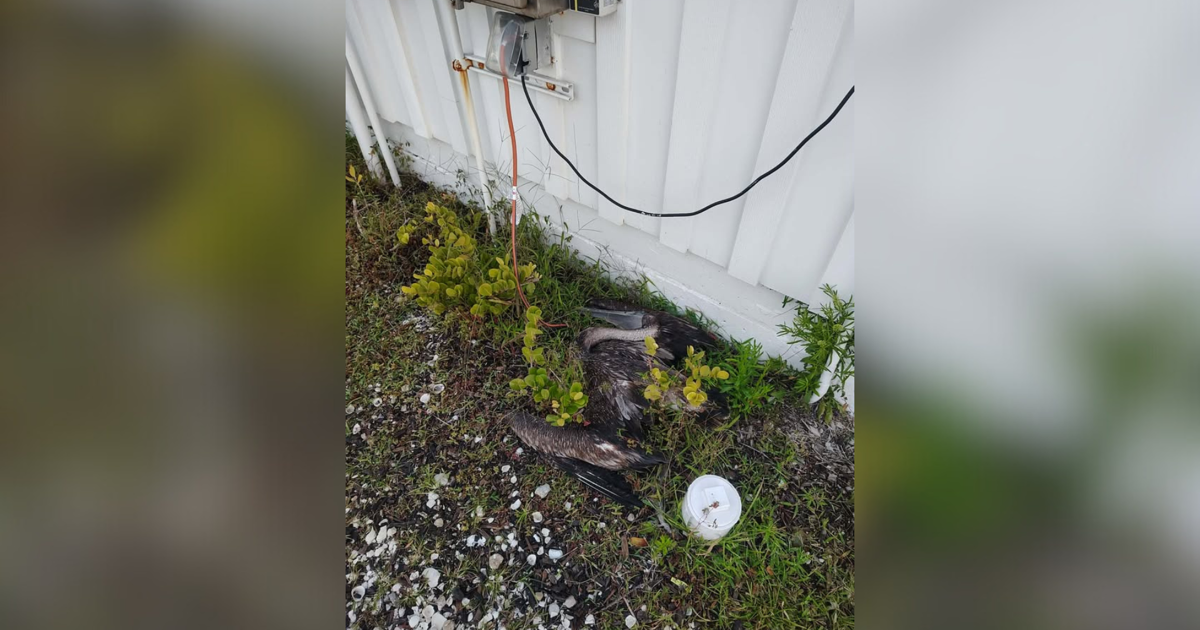Matlacha community shocked by discovery of dead pelicans near Bat House Park | Lee County