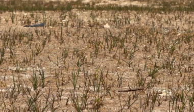 Cape Coral residents feel drought impact amid global water crisis warning | Lee County