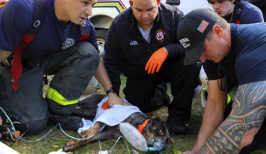 Carrollwood house fire kills cat; 5 other pets rescued | Crime, Crashes and Fires