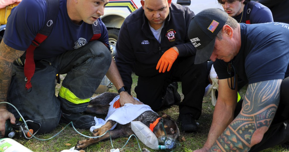 Carrollwood house fire kills cat; 5 other pets rescued | Crime, Crashes and Fires