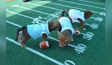 Move over, Super Bowl LIX–the Puppy Bowl is coming to Cape | Lee County