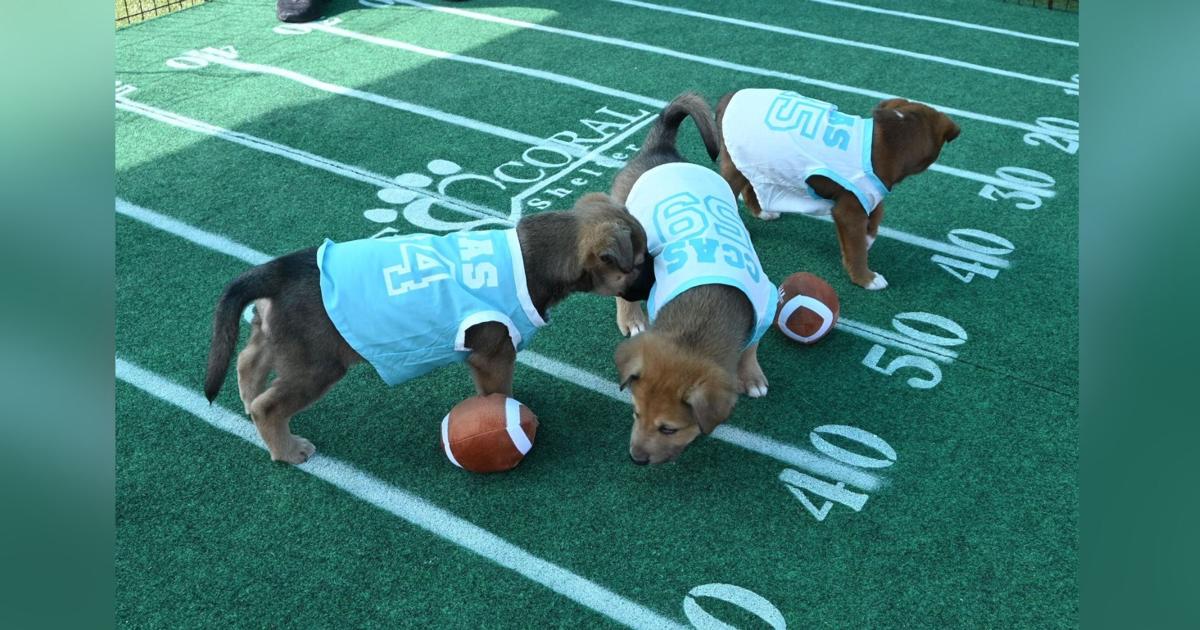 Move over, Super Bowl LIX–the Puppy Bowl is coming to Cape | Lee County