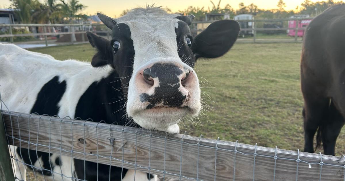 Southern Fresh Farms Grows Into Its Next Chapter | WINK Stop