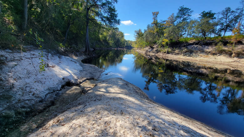 View along the Suwannee River in Florida on a sunny day