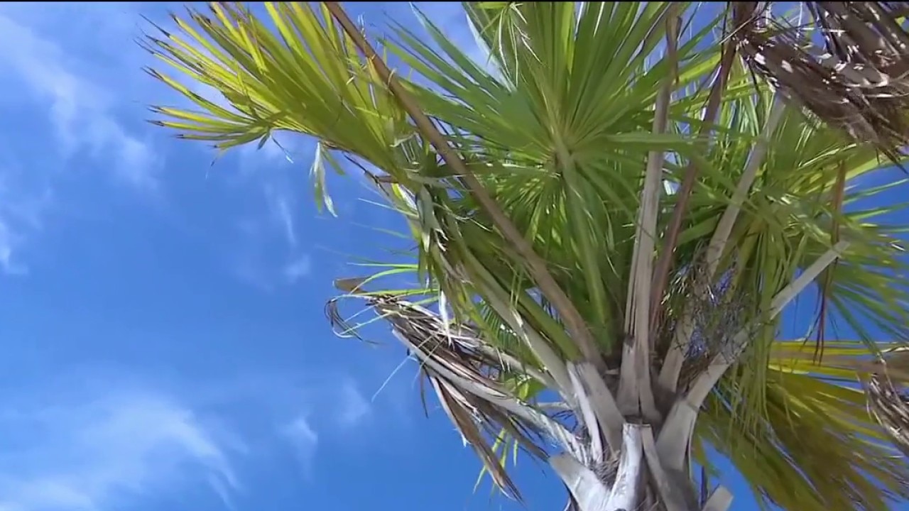 Serious illness impacting palm trees