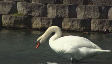 Avian flu confirmed in 26 swan deaths at Lake Eola Park, Orlando officials say