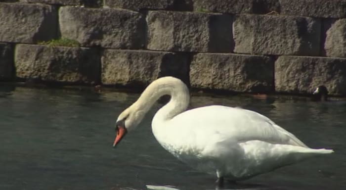 Avian flu confirmed in 26 swan deaths at Lake Eola Park, Orlando officials say
