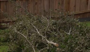 Pinellas County considers changing tree removal rules