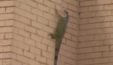 Cape Coral's iguana-infested abandoned bank set for demolition