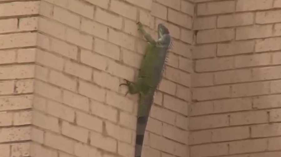 Cape Coral's iguana-infested abandoned bank set for demolition