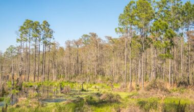 Florida's Newest State Park Is A Sandy Panhandle Escape With Quiet Trails And Untouched Nature