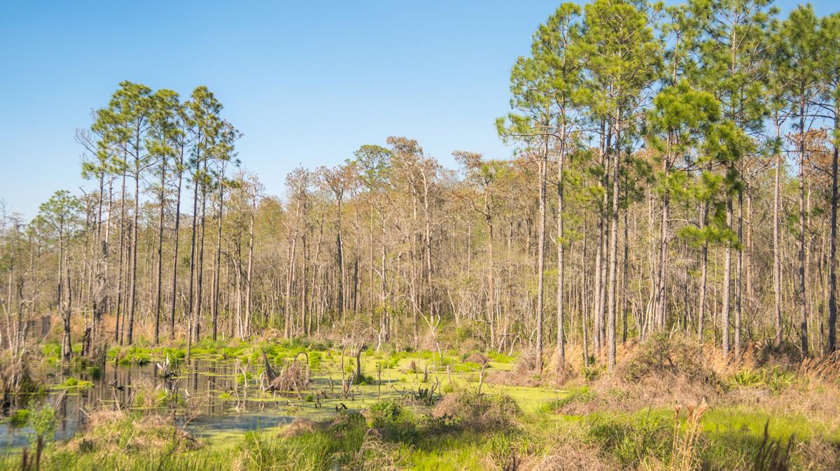Florida's Newest State Park Is A Sandy Panhandle Escape With Quiet Trails And Untouched Nature