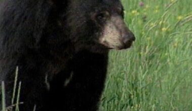 Local hunter reflects after Florida’s bear hunt wraps up
