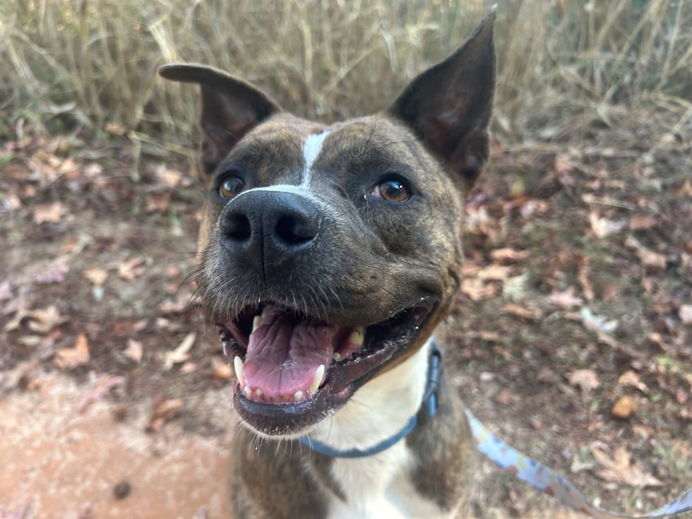 Gracie loves car rides and would love to accompany you just about anywhere!