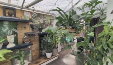 How to protect your plants as temperatures dip this week