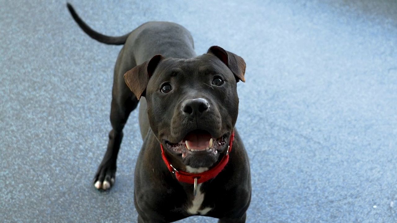 A statewide animal cruelty database is set to launch today as part of the newest phase of Dexter's Law. The part of the law requiring the State of Florida to create and maintain a public database of abusers goes into effect today.