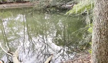 Florida DOH issues health alert for harmful blue-green algae in pond at Dorothy B. Oven Park