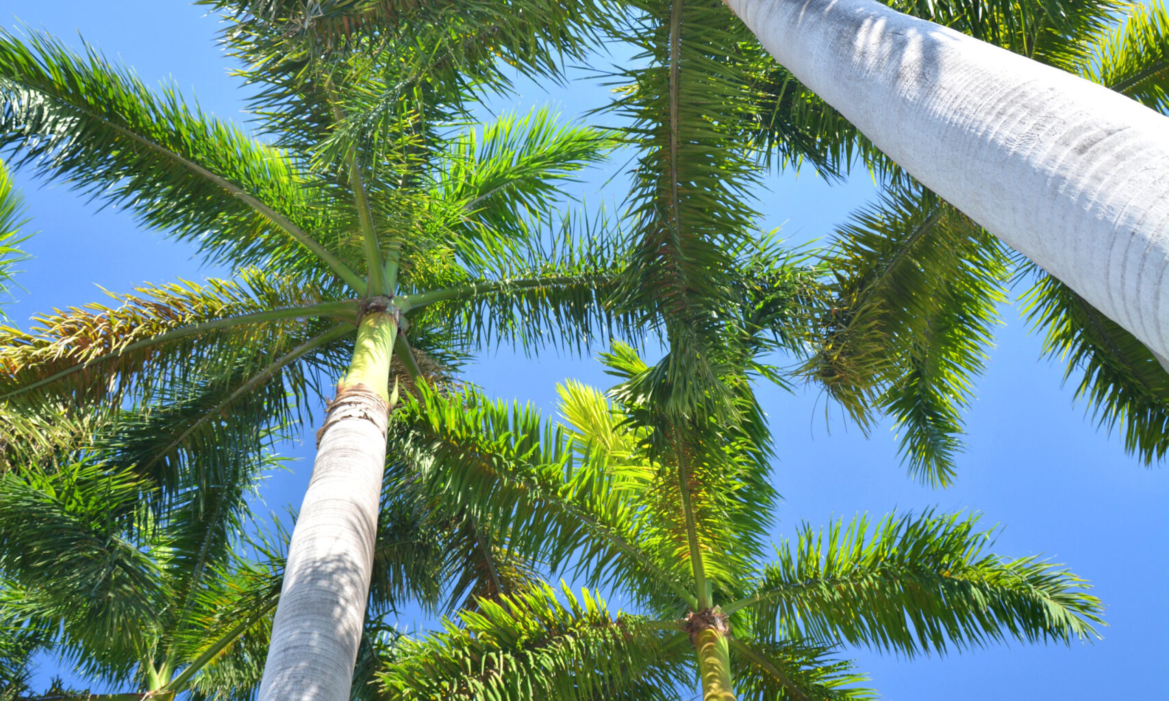 Grant funds Bay Oaks tree restoration