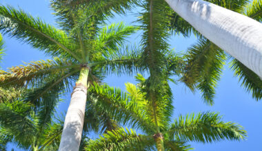 Grant funds Bay Oaks tree restoration