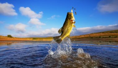 Big Bass Large mouth - Fishing