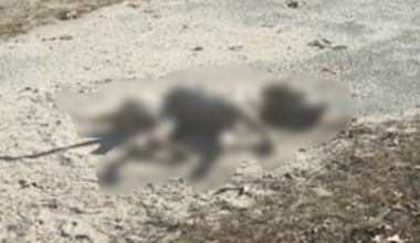 Animal control looking for those responsible in ‘deliberate act of violence’ that led to dog’s death