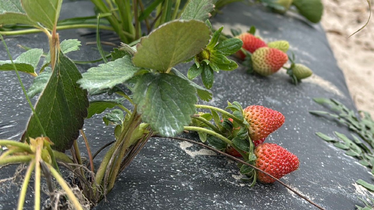 Strawberry farmers in Plant City spent a nervous night watching over their crops and the thermometer. (Spectrum News/Chris McDonald)