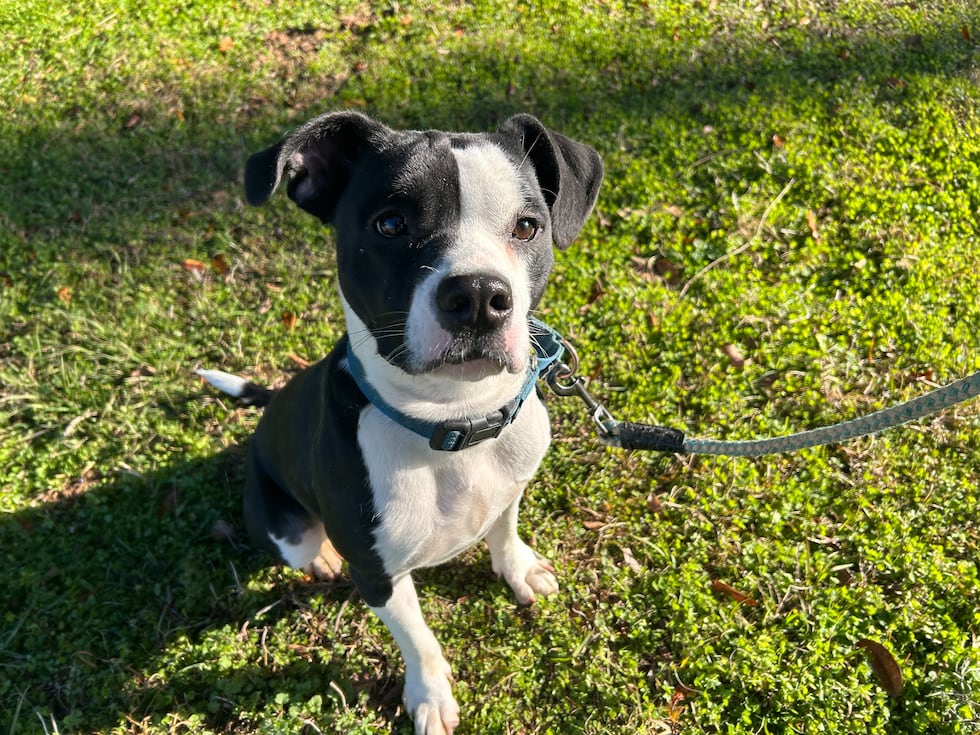 This black and white bundle of energy will keep you moving and keep you grinning!