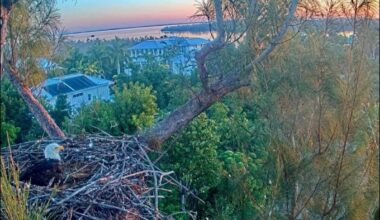 CROW removes fishing gear from island eagle nest - SANIBEL-CAPTIVA