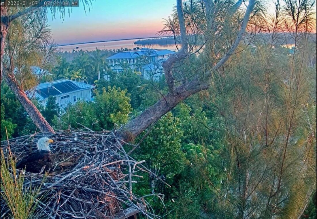 CROW removes fishing gear from island eagle nest - SANIBEL-CAPTIVA