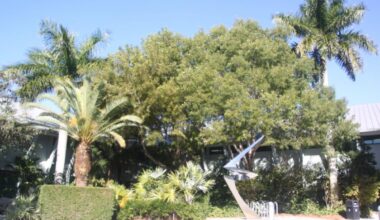 City reports on native shade trees - SANIBEL-CAPTIVA