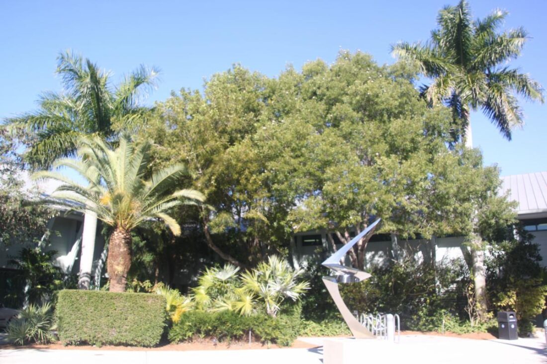 City reports on native shade trees - SANIBEL-CAPTIVA